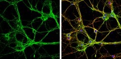 Invitrogen MUNC18 Polyclonal Antibody 100 &mu;L; Unconjugated:Antibodies,