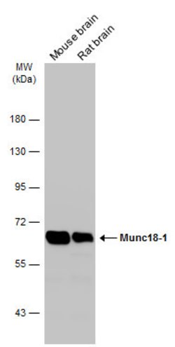 Invitrogen MUNC18 Polyclonal Antibody 100 &mu;L; Unconjugated:Antibodies,