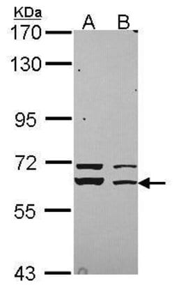 Invitrogen MUNC18 Polyclonal Antibody 100 &mu;L; Unconjugated:Antibodies,