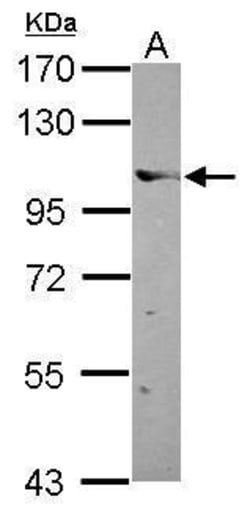 Invitrogen ELOA Polyclonal Antibody 100 &mu;L; Unconjugated:Antibodies,