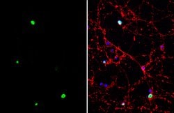 Invitrogen TLE4 Polyclonal Antibody 100 &mu;L | Buy Online | Invitrogen&trade; | Fisher Scientific