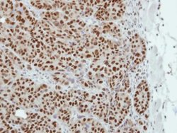 Invitrogen TLE4 Polyclonal Antibody 100 &mu;L | Buy Online | Invitrogen&trade; | Fisher Scientific