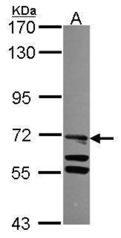 Invitrogen TLE4 Polyclonal Antibody 100 &mu;L | Buy Online | Invitrogen&trade; | Fisher Scientific
