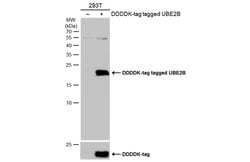 Invitrogen UBE2B Polyclonal Antibody 100 &mu;L; Unconjugated:Antibodies,