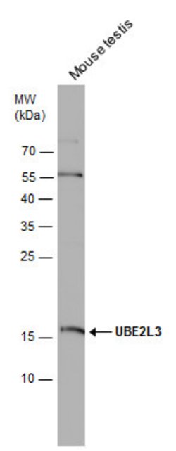 Invitrogen UBE2L3 Polyclonal Antibody 100 &mu;L; Unconjugated:Antibodies,
