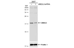 Invitrogen UBE2L3 Polyclonal Antibody 100 &mu;L; Unconjugated:Antibodies,