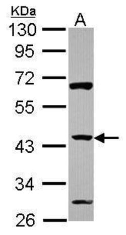 Invitrogen ZNF2 Polyclonal Antibody 100 μL; Unconjugated:Antibodies,