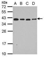 RPL6 Polyclonal Antibody, Invitrogen™