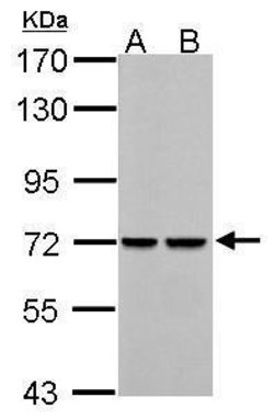 Invitrogen PCK2 Polyclonal Antibody 100 &mu;L; Unconjugated:Antibodies,