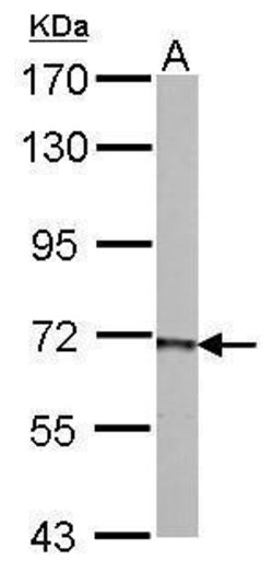 Invitrogen PCK2 Polyclonal Antibody 100 &mu;L; Unconjugated:Antibodies,