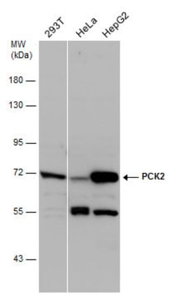 Invitrogen PCK2 Polyclonal Antibody 100 &mu;L; Unconjugated:Antibodies,