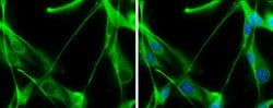 Invitrogen TALDO1 Polyclonal Antibody 100 &mu;L; Unconjugated:Antibodies,