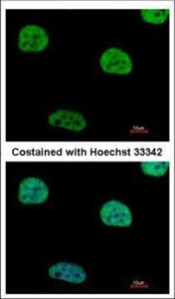 Invitrogen AGFG1 Polyclonal Antibody 100 &mu;L; Unconjugated:Antibodies,