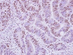 Invitrogen AGFG1 Polyclonal Antibody 100 &mu;L; Unconjugated:Antibodies,
