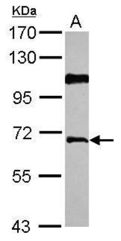 Invitrogen AGFG1 Polyclonal Antibody 100 &mu;L; Unconjugated:Antibodies,