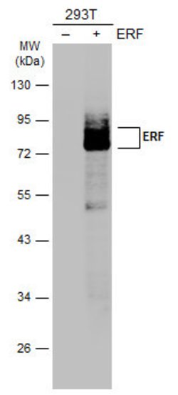 Invitrogen ERF Polyclonal Antibody 100 &mu;L; Unconjugated:Antibodies,