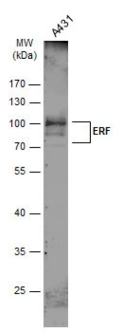 Invitrogen ERF Polyclonal Antibody 100 &mu;L; Unconjugated:Antibodies,