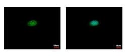 Invitrogen CSTF2 Polyclonal Antibody 100 &mu;L; Unconjugated:Antibodies,