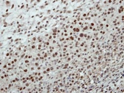 Invitrogen CSTF2 Polyclonal Antibody 100 &mu;L; Unconjugated:Antibodies,