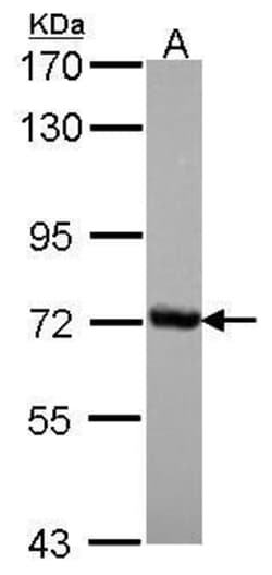Invitrogen CSTF2 Polyclonal Antibody 100 &mu;L; Unconjugated:Antibodies,