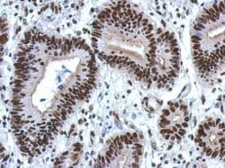 Invitrogen hnRNP M Polyclonal Antibody 100 &mu;L; Unconjugated:Antibodies,