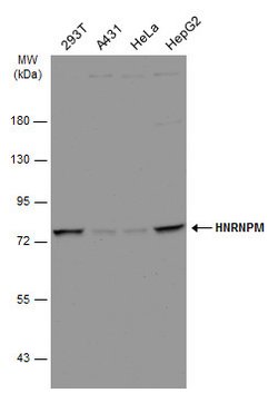 Invitrogen hnRNP M Polyclonal Antibody 100 &mu;L; Unconjugated:Antibodies,