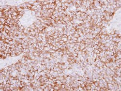 Invitrogen PLCD1 Polyclonal Antibody 100 &mu;L; Unconjugated:Antibodies,