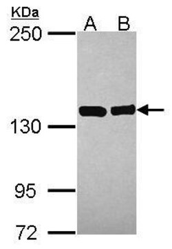 Invitrogen VARS Polyclonal Antibody 100 μL; Unconjugated:Antibodies,