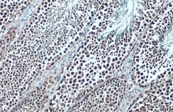 Invitrogen BRD3 Polyclonal Antibody 100 &mu;L; Unconjugated:Antibodies,