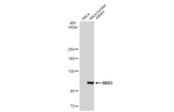 Invitrogen BRD3 Polyclonal Antibody 100 &mu;L; Unconjugated:Antibodies,