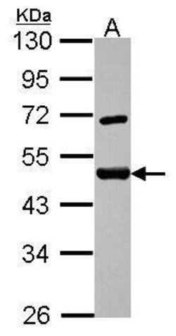 Invitrogen SF3A2 Polyclonal Antibody 100 μL; Unconjugated:Antibodies,