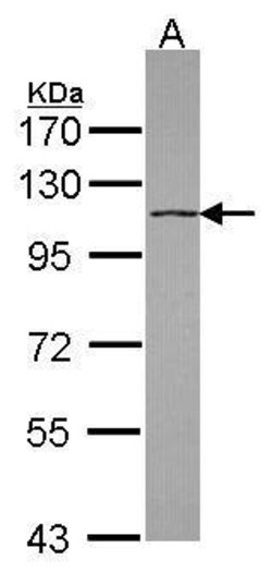 Invitrogen DHX16 Polyclonal Antibody 100 &mu;L; Unconjugated:Antibodies,