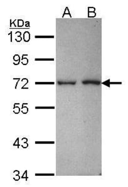 Invitrogen RANBP3 Polyclonal Antibody 100 &mu;L | Buy Online | Invitrogen&trade; | Fisher Scientific
