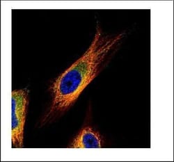 Invitrogen COPS3 Polyclonal Antibody 100 &mu;L; Unconjugated:Antibodies,