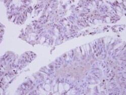 Invitrogen COPS3 Polyclonal Antibody 100 &mu;L; Unconjugated:Antibodies,