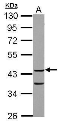 Invitrogen COPS3 Polyclonal Antibody 100 &mu;L; Unconjugated:Antibodies,