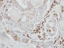 Invitrogen VDP Polyclonal Antibody 100 &mu;L; Unconjugated:Antibodies,