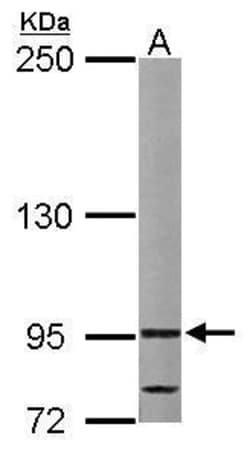Invitrogen VDP Polyclonal Antibody 100 &mu;L; Unconjugated:Antibodies,