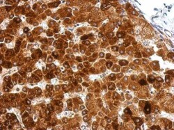 Invitrogen GPAA1 Polyclonal Antibody 100 μL; Unconjugated:Antibodies,
