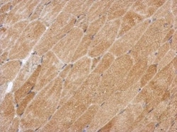 Invitrogen GPAA1 Polyclonal Antibody 100 μL; Unconjugated:Antibodies,