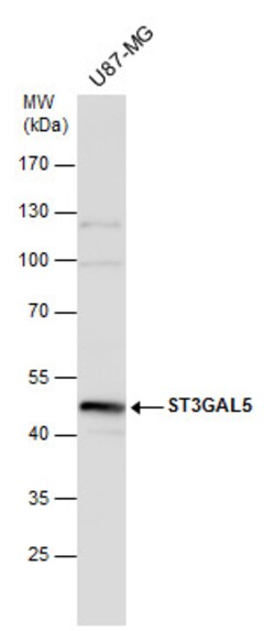 Invitrogen ST3GAL5 Polyclonal Antibody 100 &mu;L; Unconjugated:Antibodies,