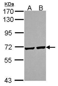 Invitrogen PRC1 Polyclonal Antibody 100 &mu;L | Buy Online | Invitrogen&trade; | Fisher Scientific