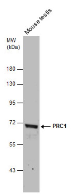 Invitrogen PRC1 Polyclonal Antibody 100 &mu;L | Buy Online | Invitrogen&trade; | Fisher Scientific