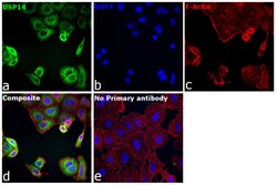Invitrogen USP14 Polyclonal Antibody 100 &mu;L; Unconjugated:Antibodies,