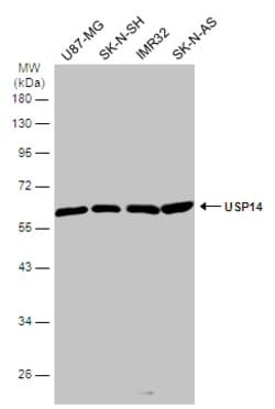 Invitrogen USP14 Polyclonal Antibody 100 &mu;L; Unconjugated:Antibodies,