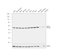 Invitrogen USP14 Polyclonal Antibody 100 &mu;L; Unconjugated:Antibodies,