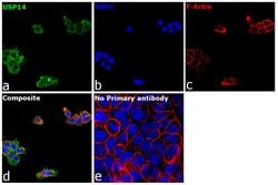 Invitrogen USP14 Polyclonal Antibody 100 &mu;L; Unconjugated:Antibodies,