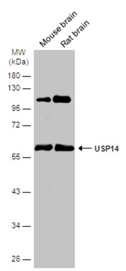 Invitrogen USP14 Polyclonal Antibody 100 &mu;L; Unconjugated:Antibodies,