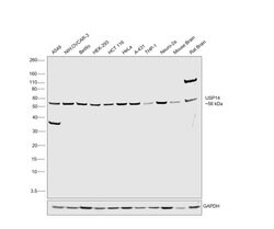 Invitrogen USP14 Polyclonal Antibody 100 &mu;L; Unconjugated:Antibodies,
