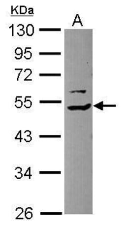 Invitrogen TRIP15 Polyclonal Antibody 100 &mu;L; Unconjugated:Antibodies,